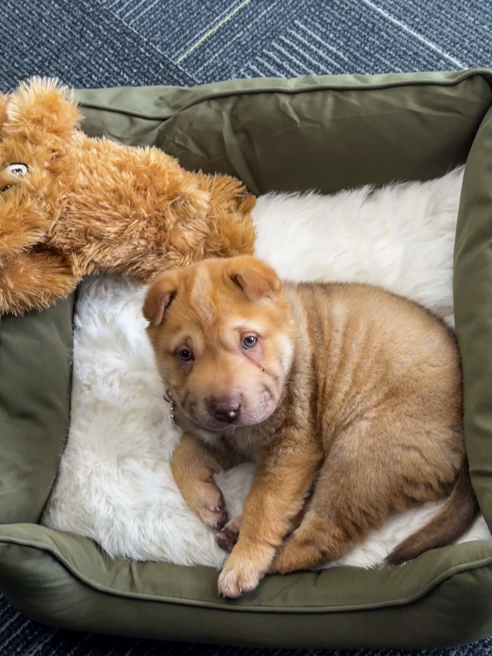 Nala, the office support puppy, curled up in her bed